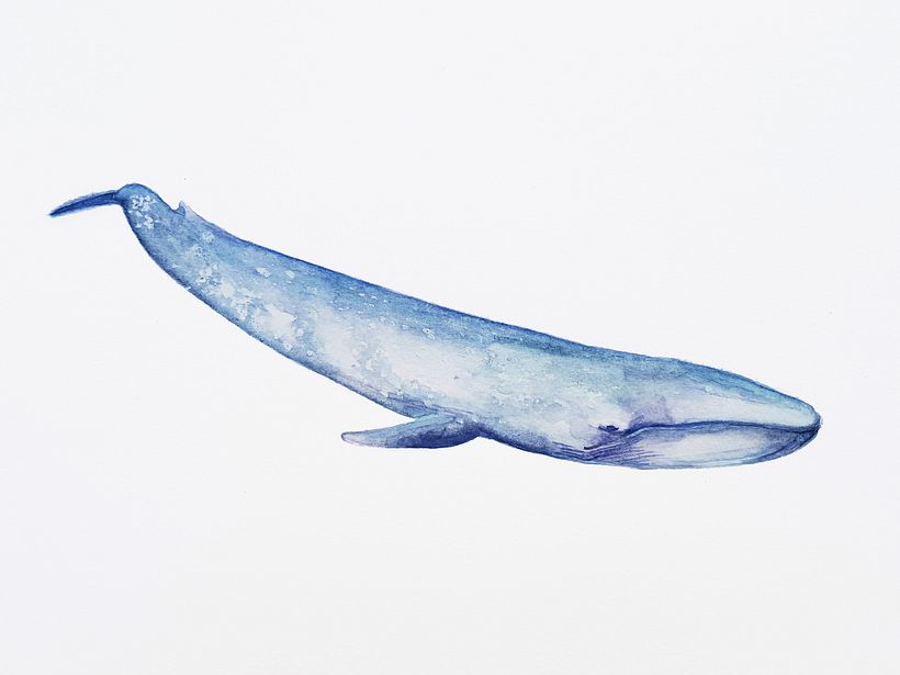 Ballena Azul