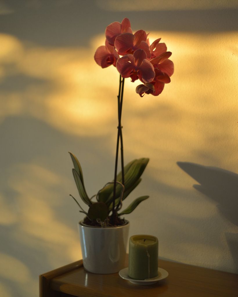 Eucalyptus & Orchidacee 2