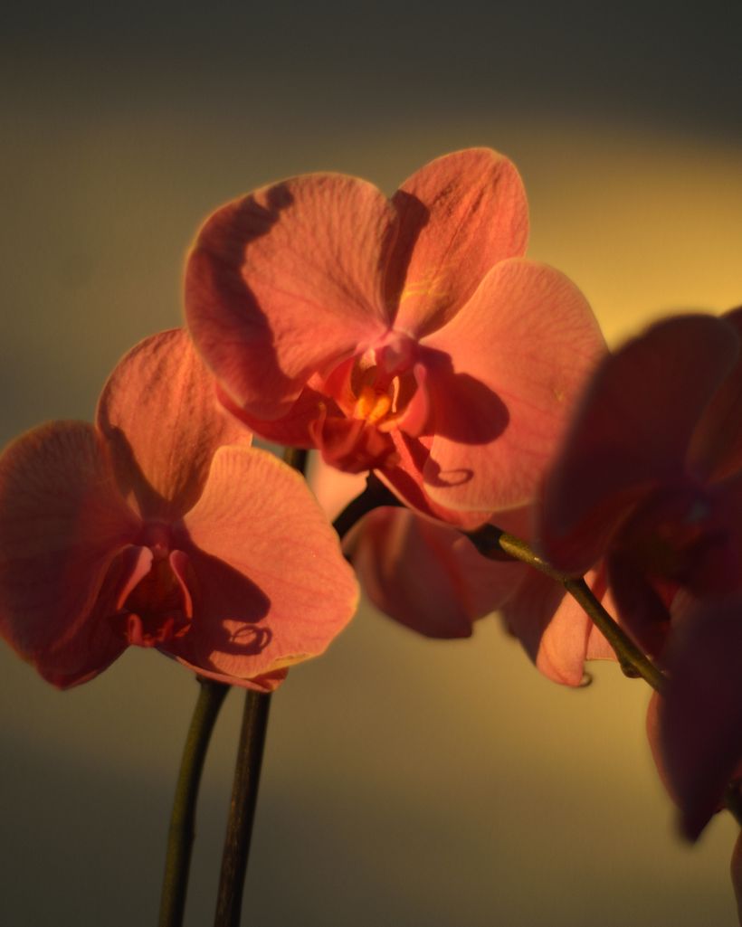 Eucalyptus & Orchidacee 4