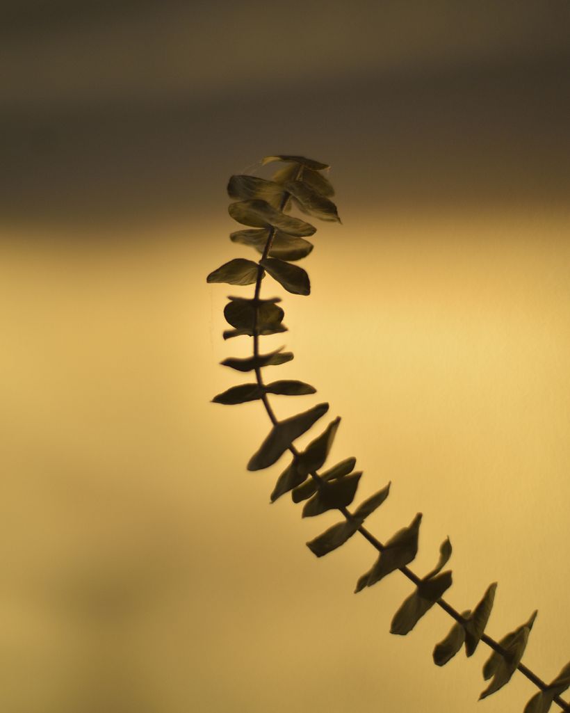 Eucalyptus & Orchidacee 3