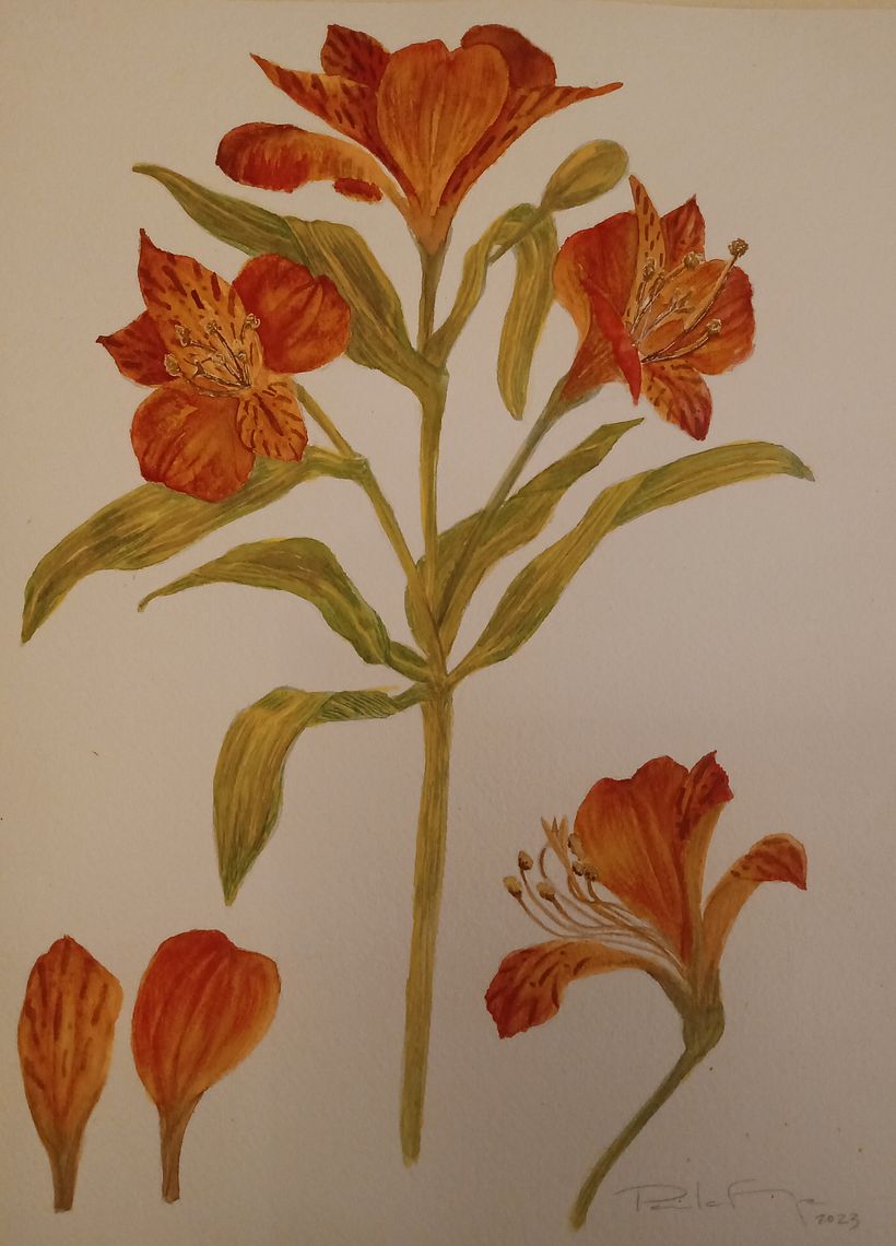 Mi proyecto del curso: Acuarela botánica: ilustra la anatomía de las flores 1