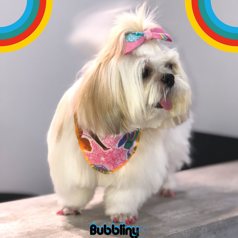 Campaña cachorros 11
