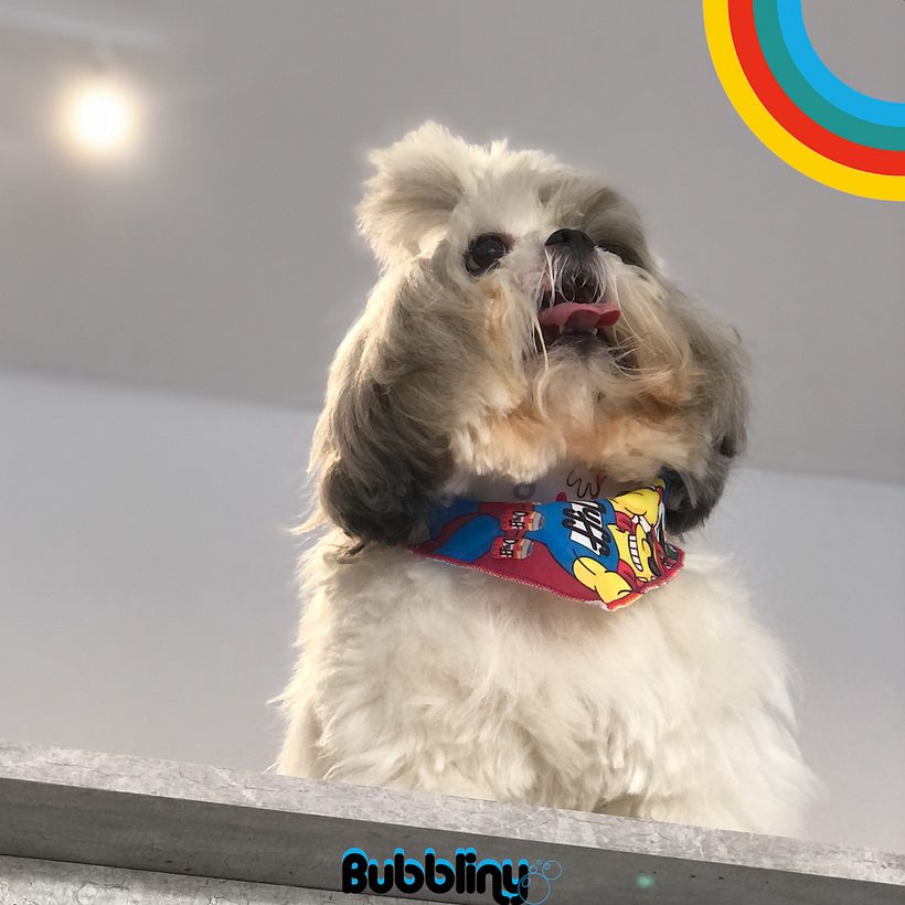 Campaña cachorros 10