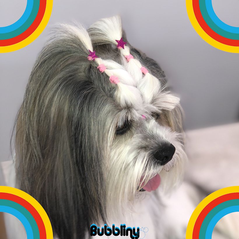 Campaña cachorros 8