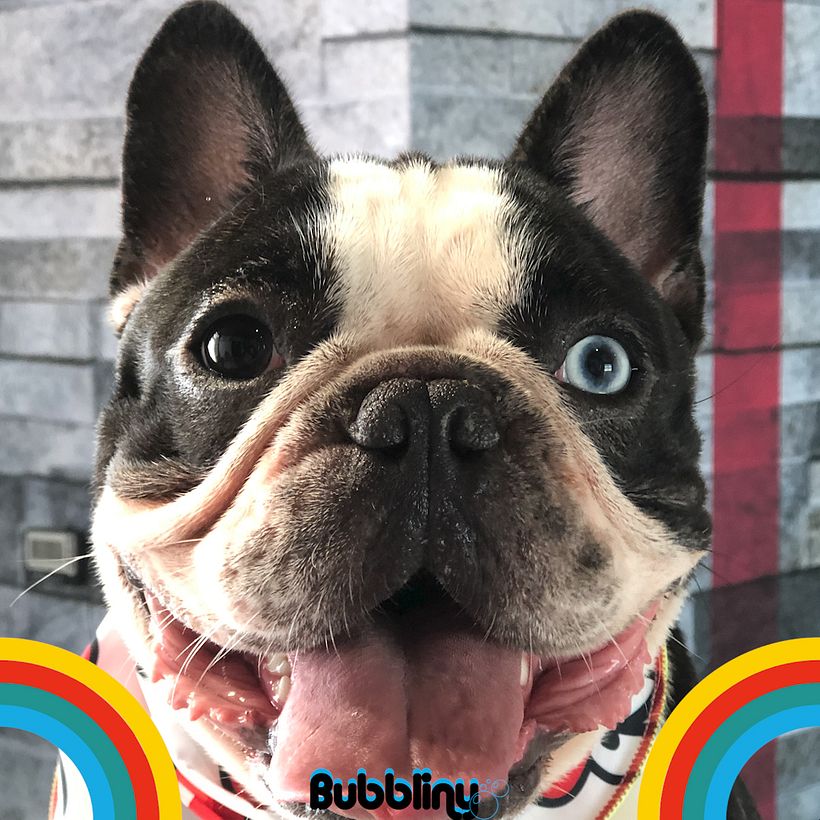 Campaña cachorros 5