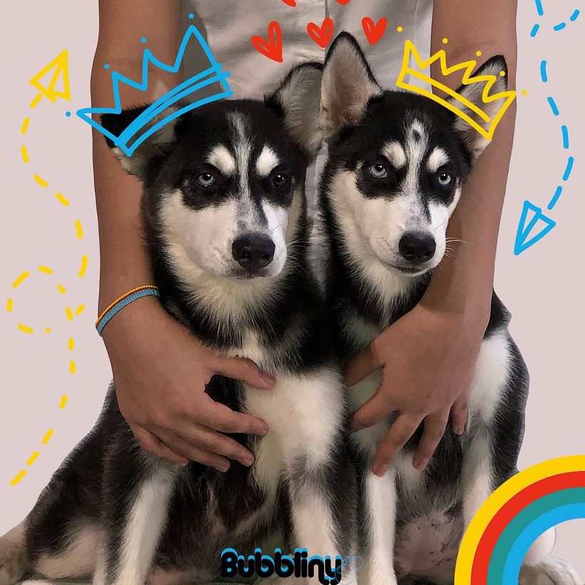 Campaña cachorros 2