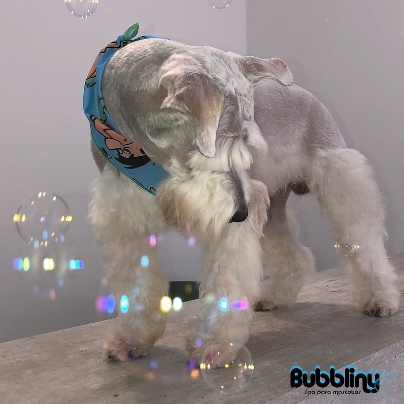 Campaña cachorros 13