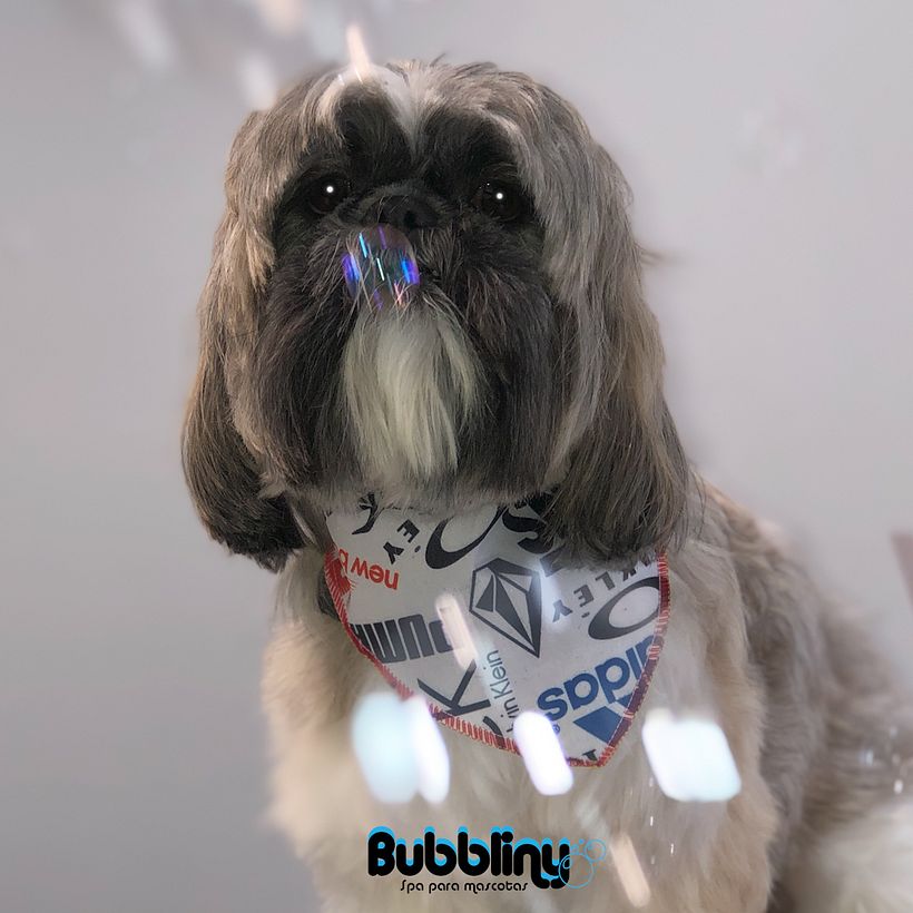 Campaña cachorros 14