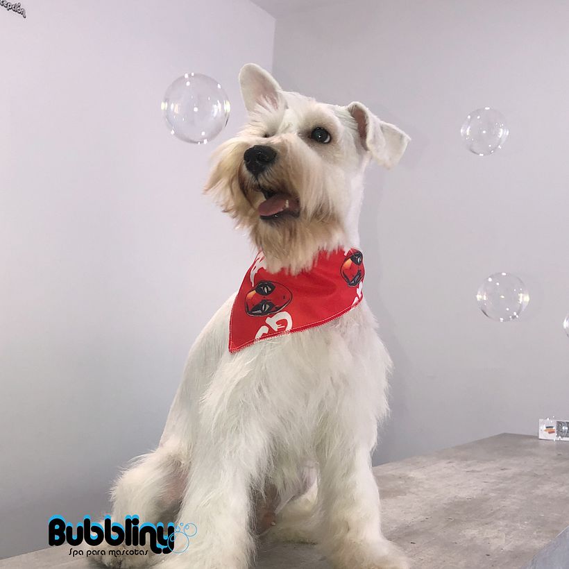Campaña cachorros 15