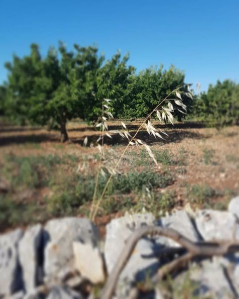 Oat detail. Inspiration from my garden in the Apulian landscape.