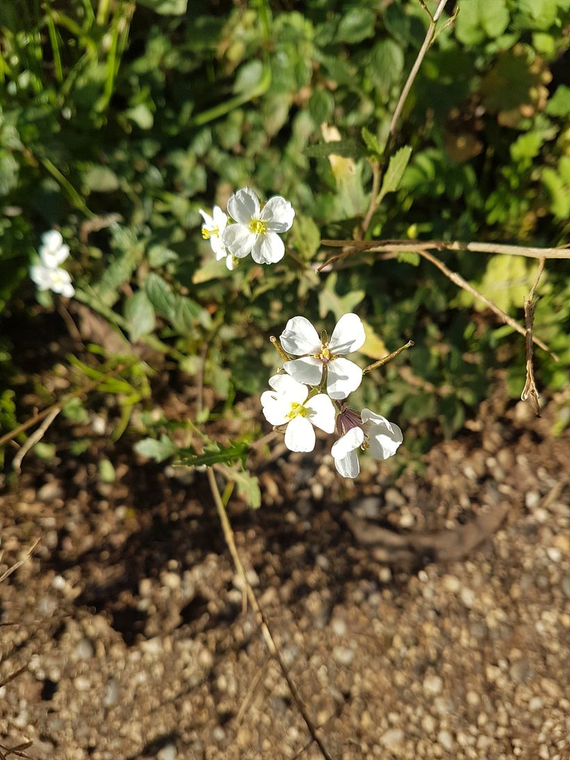 Inspiration from the garden :)