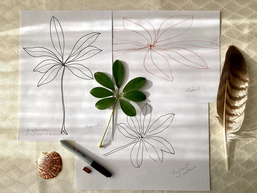 Three different approaches in order to get closer to the plant.