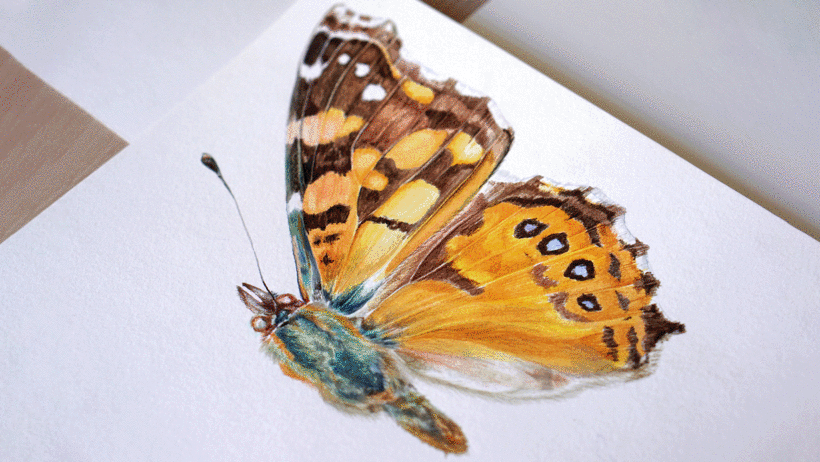 Ilustración naturalista de Antonia Reyes Montealegre 