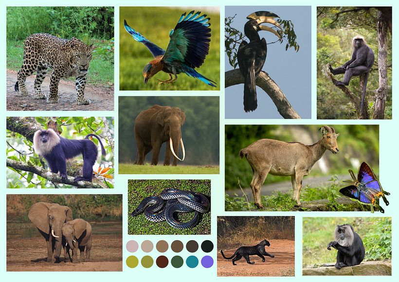 Fauna Mood Board