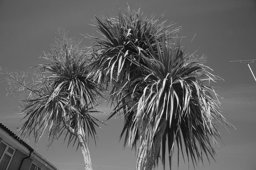 Palm trees in London