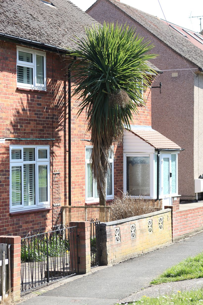 Palm trees in London
