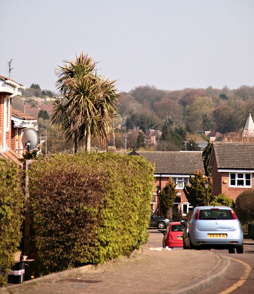 Palm trees in London