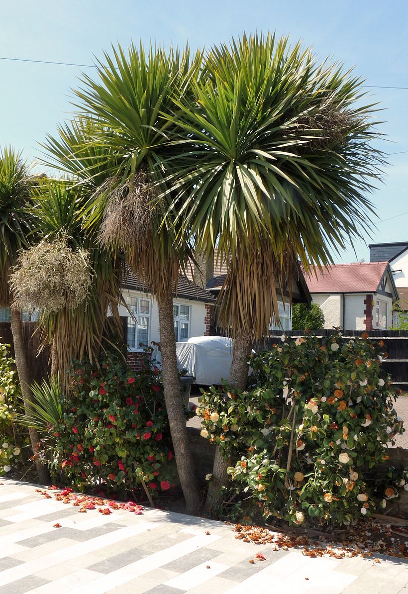 Palm trees in London