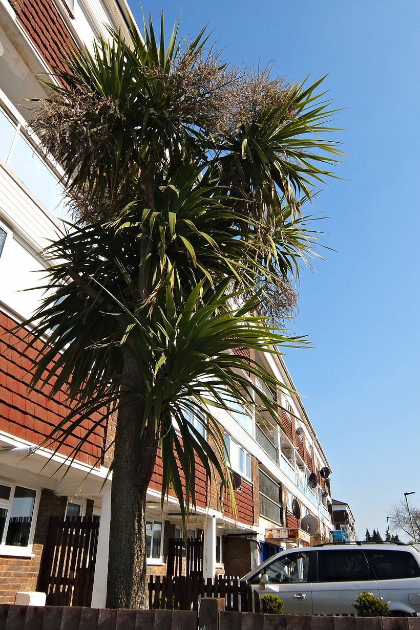 Palm trees in London