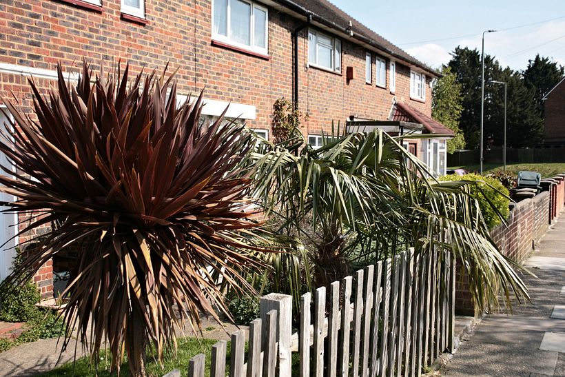 Palm trees in London