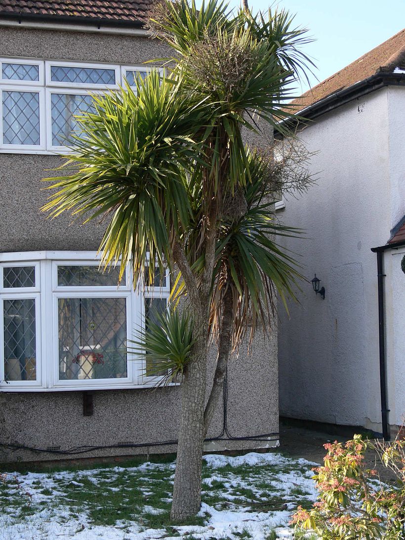 Palm trees in London