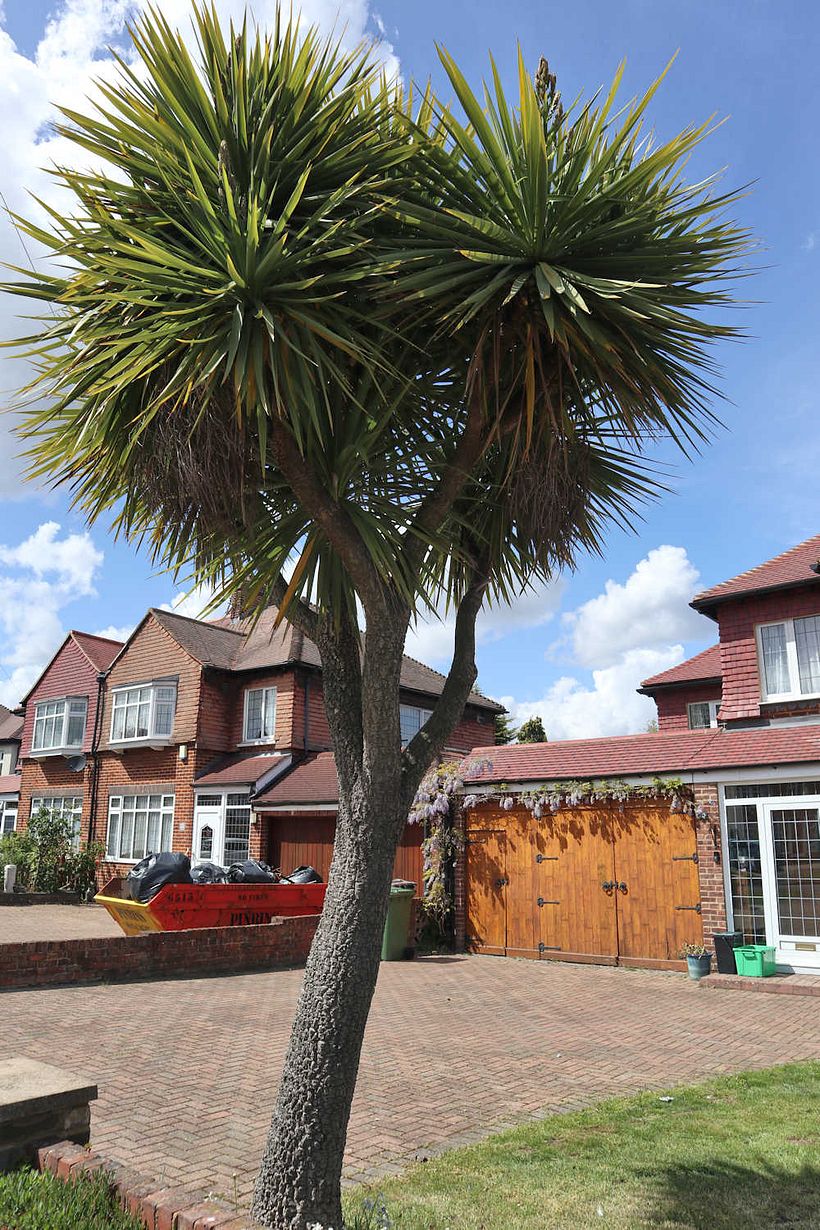 Palm trees in London