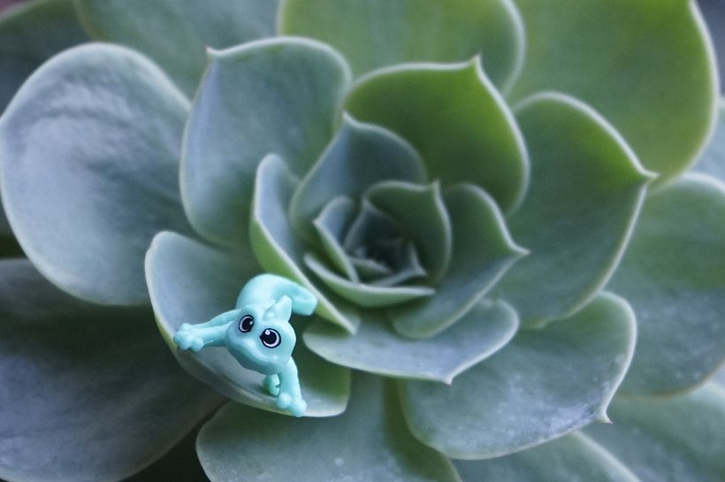 Mi proyecto del curso: Fotografía para principiantes: descubre tu cámara digital 6