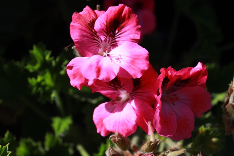 Flor 