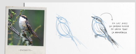 Claves visuales para dibujar naturaleza de Antonia Reyes Montealegre