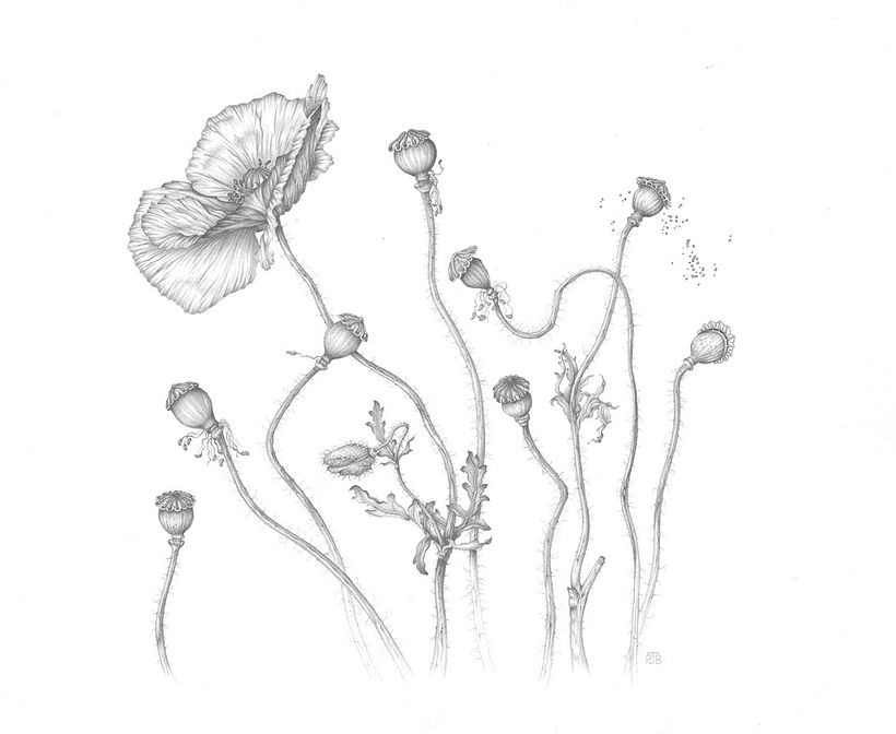 Field Poppies