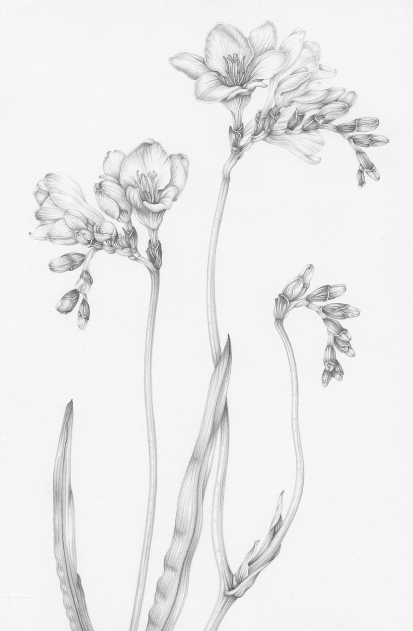 Freesia
