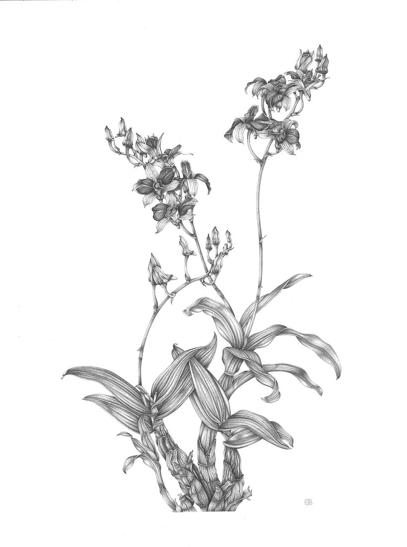Bamboo Orchid