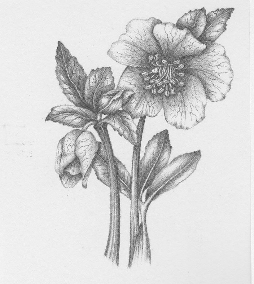 Lenten Rose