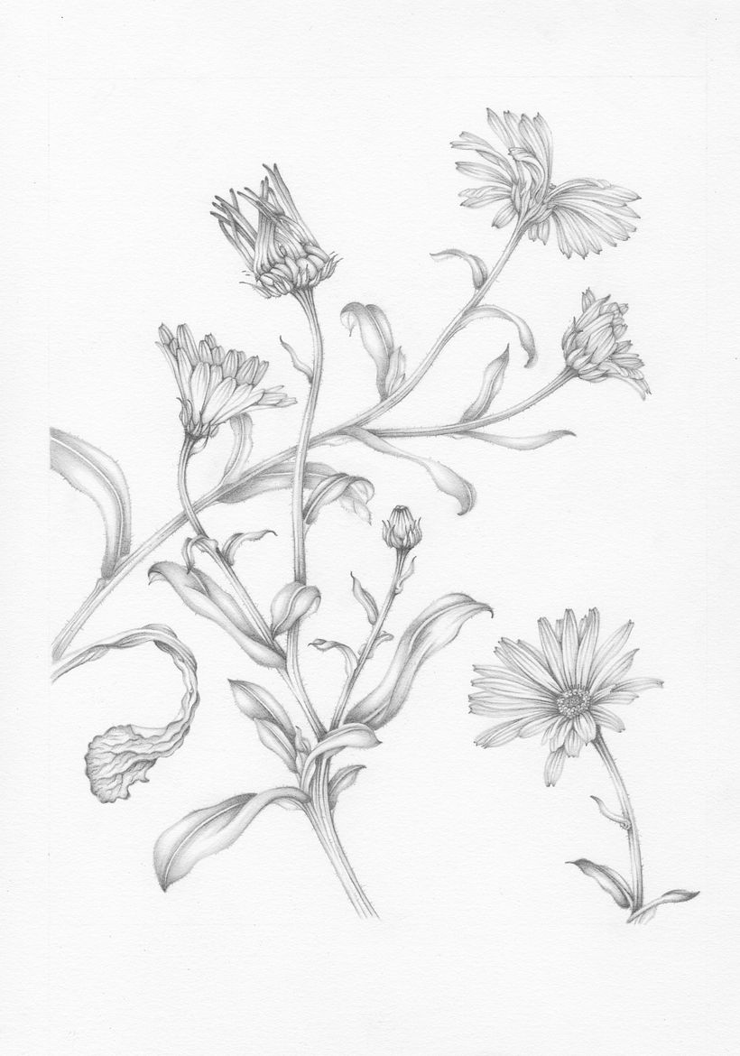 Marigolds