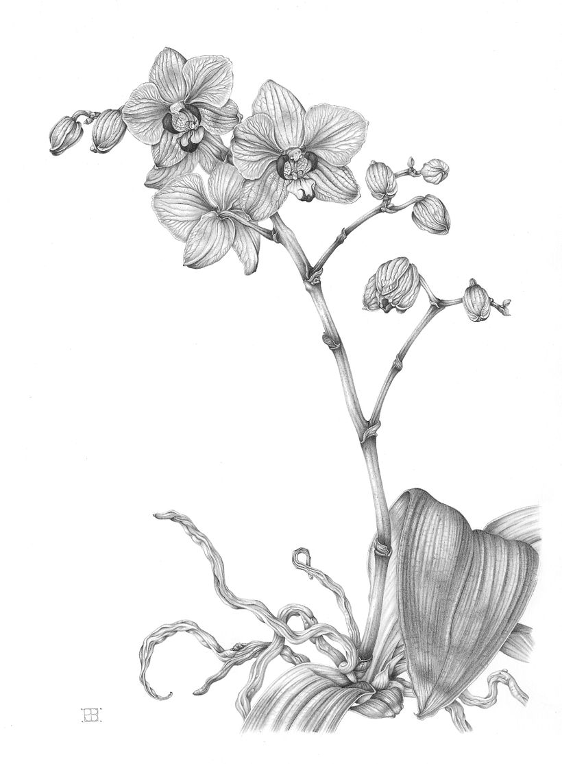 Moth Orchid