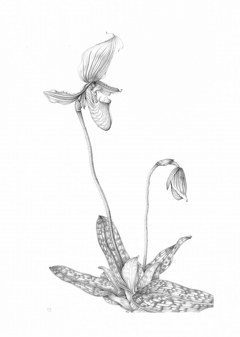 Slipper Orchid