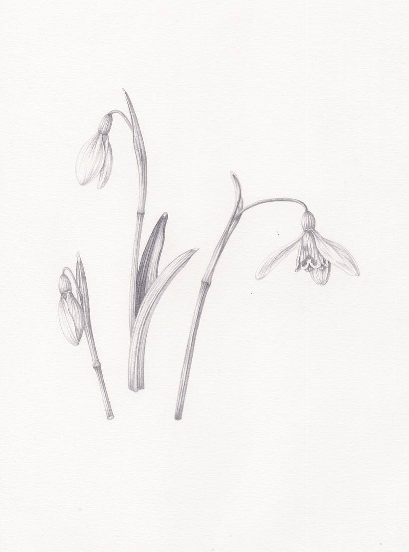 Snowdrops