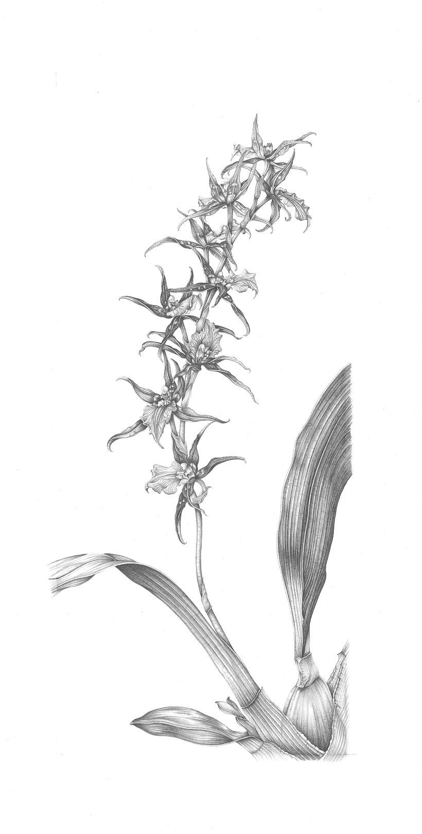 Spider Orchid