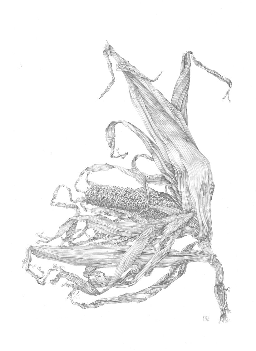 Corn