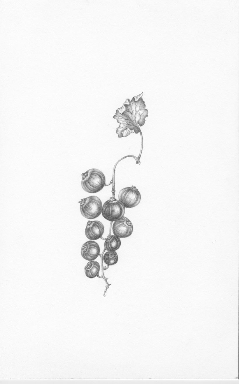Redcurrant
