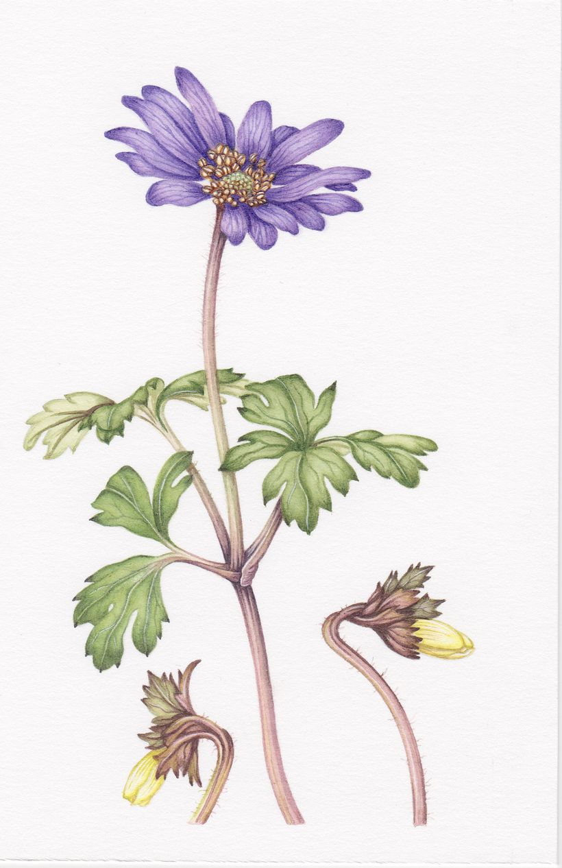 Anemone blanda