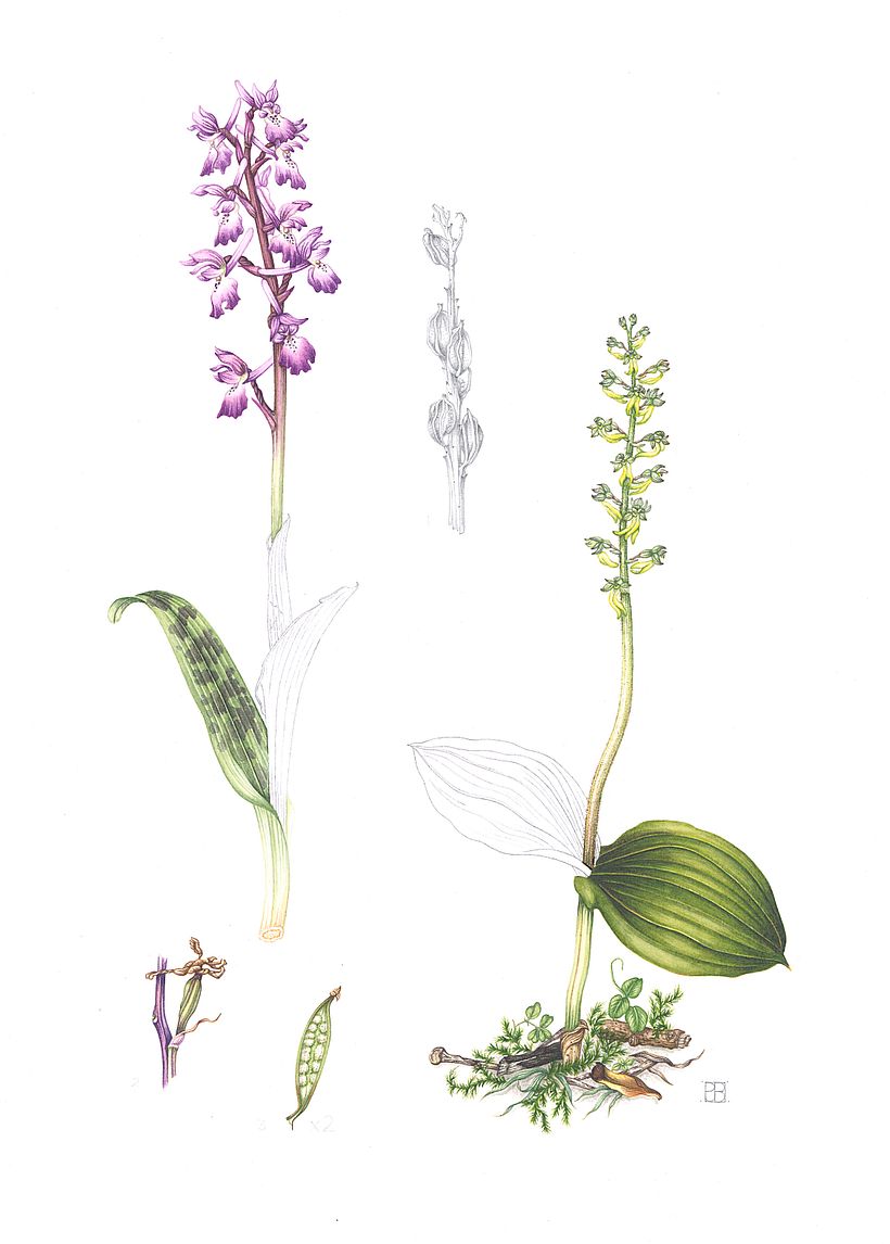 Wild Orchids