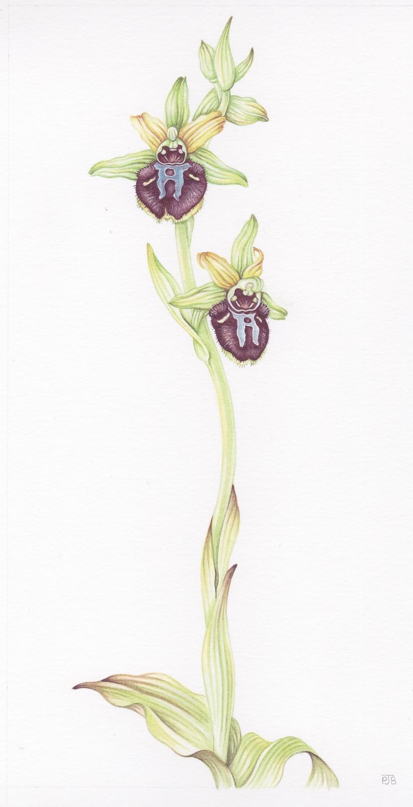 Early Spider Orchid