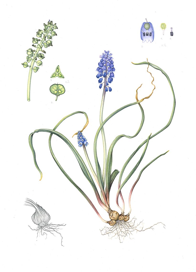 Grape Hyacinth