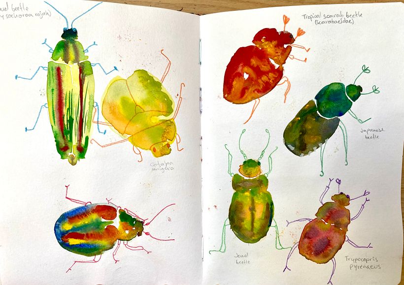 Insects