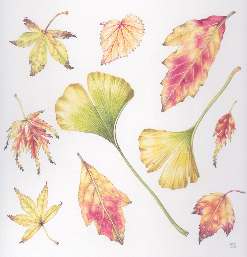 Autumn leaves