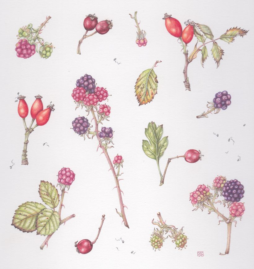 Blackberries