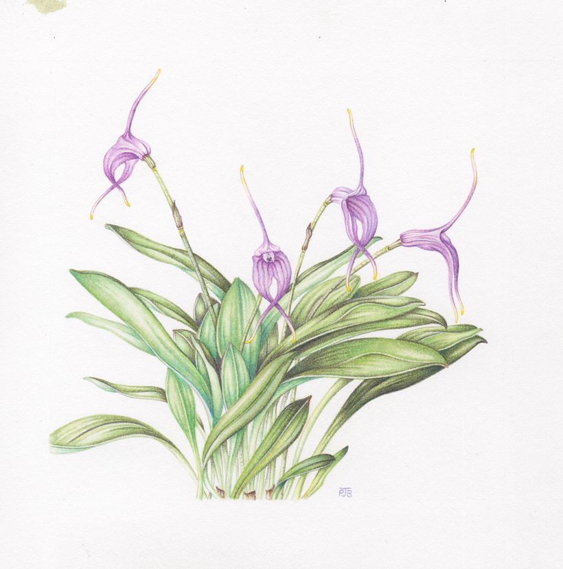 Kite Orchid