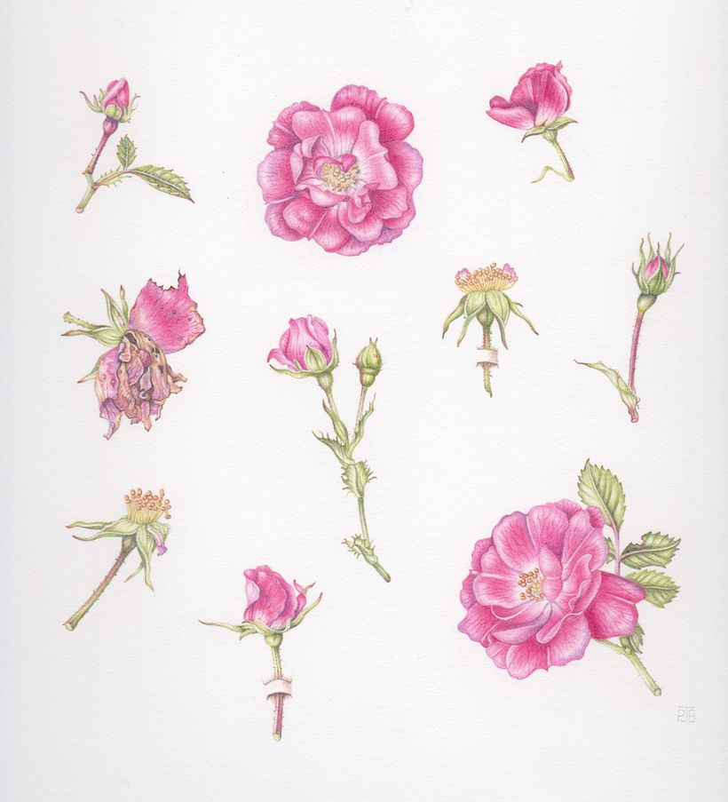 Wild Rose