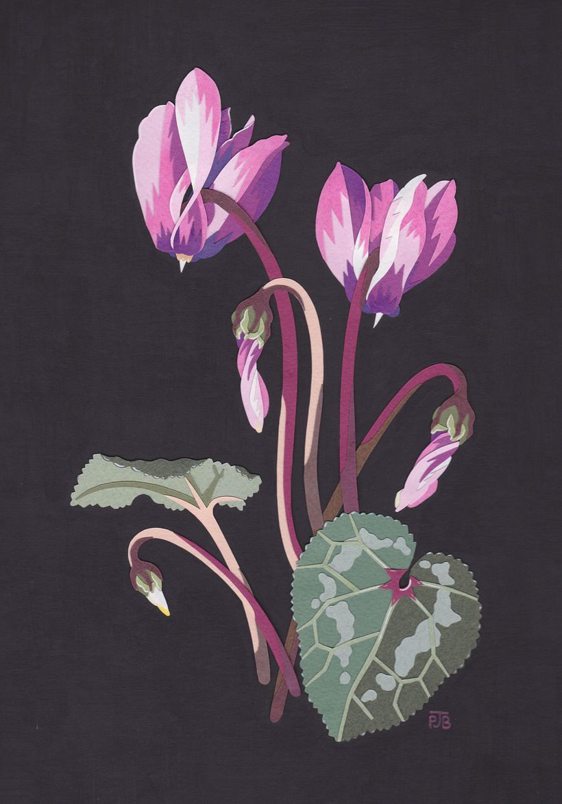 Cyclamen
